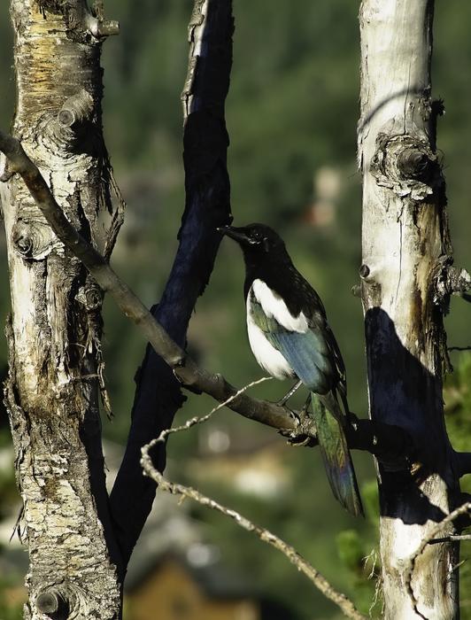 Magpie Bird Colorado
