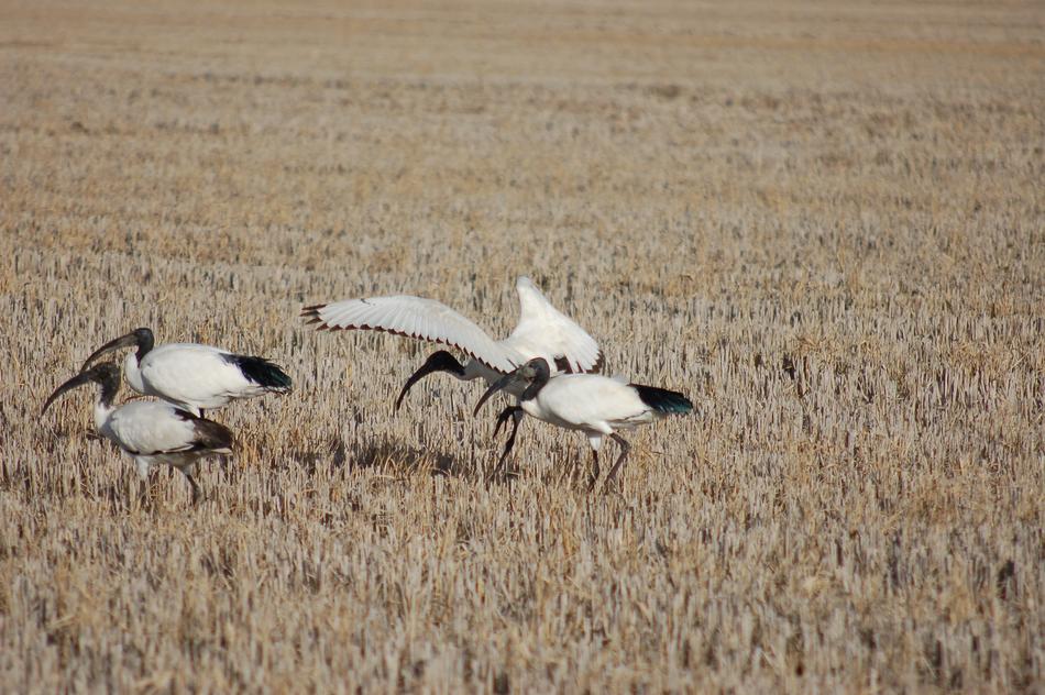 bird flock field