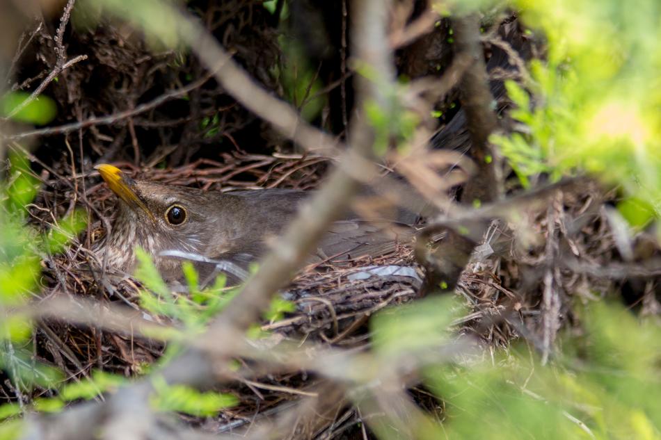 Blackbird Nest Bird'S