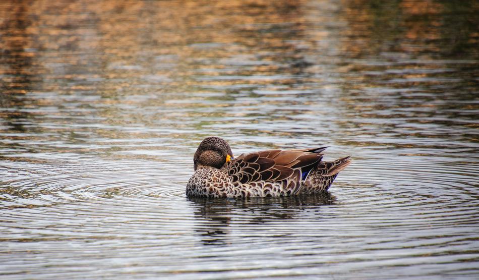 colored duck in the lake