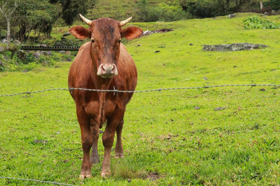 Boi Horns Cattle