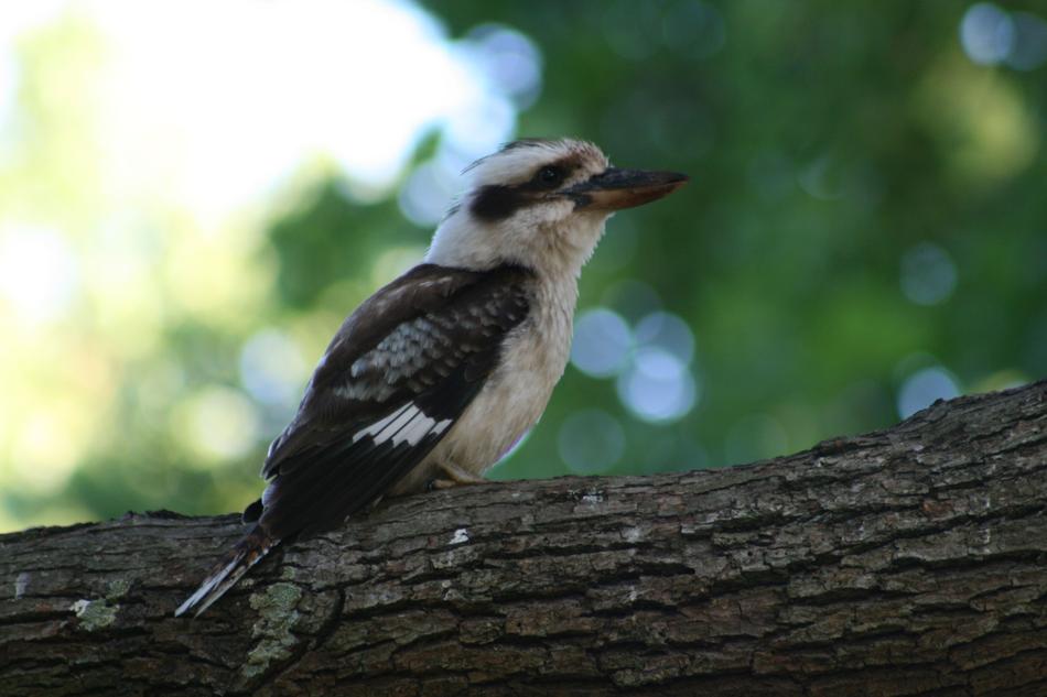 Kookaburra Bird Wildlife