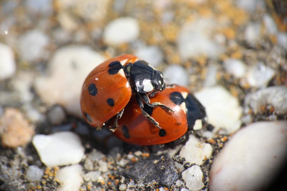 Animal Close Up Pairing