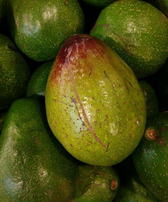 ripe avacado green