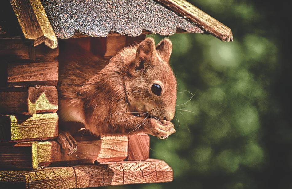 Squirrel Cute Animal