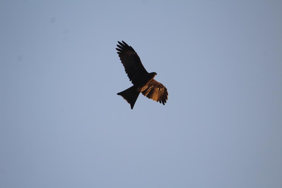 Black Kite Milvus Migrans