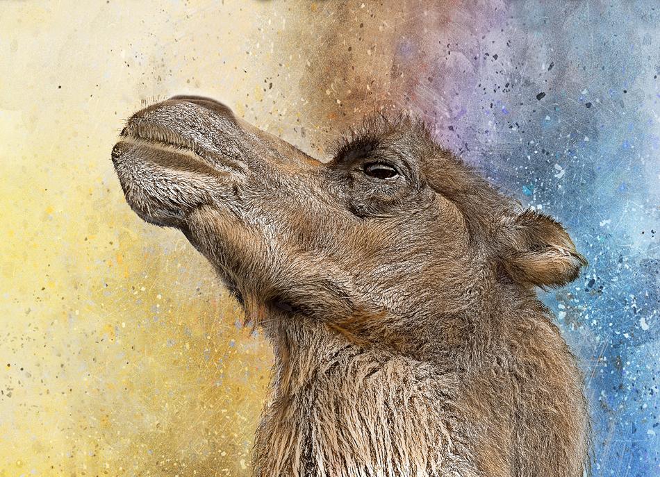 Camel Sahara Animal