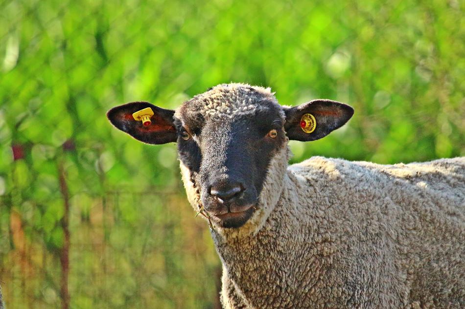 Sheep Merino Animal