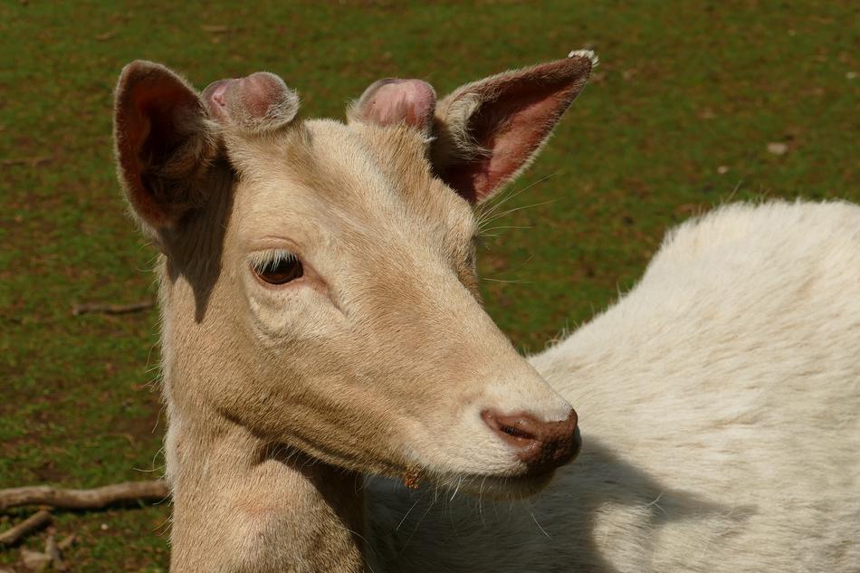 Deer Animal Mammal
