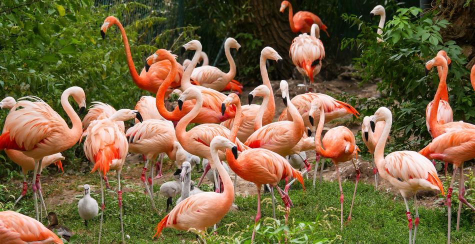 flock of pink flamingos in a pond