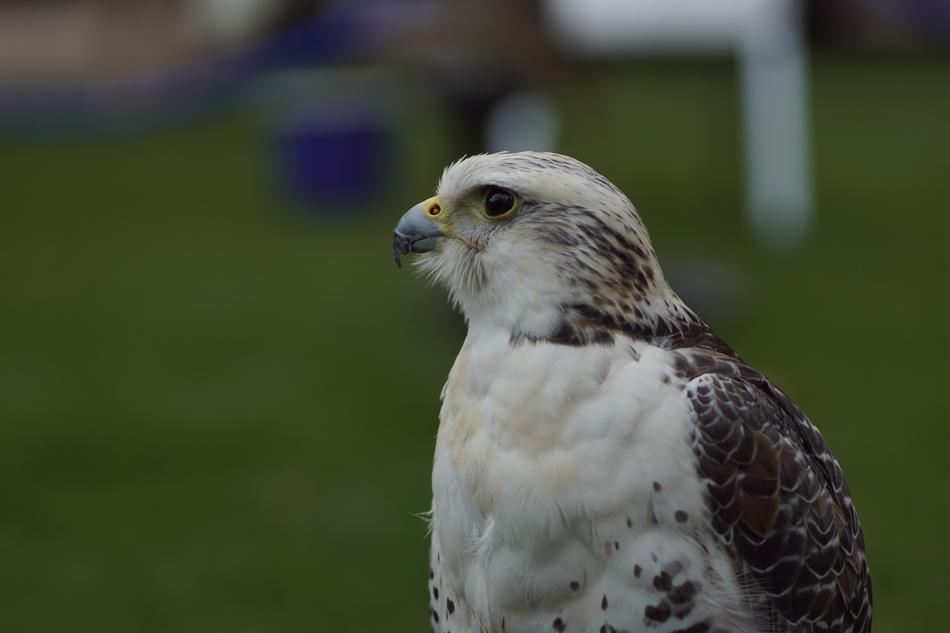 Bird Portrait Head