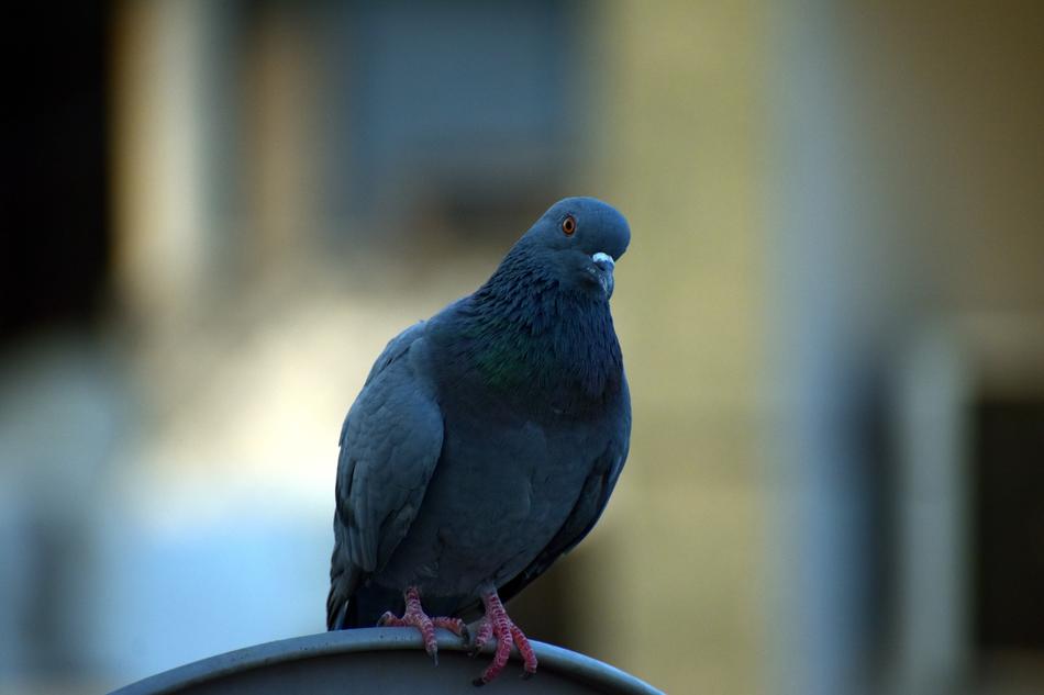 Pigeon Homing Columba Livia