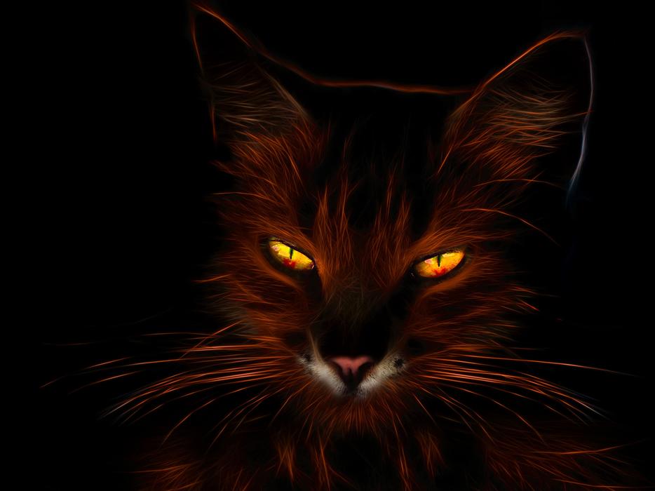 cat profile picture fiery