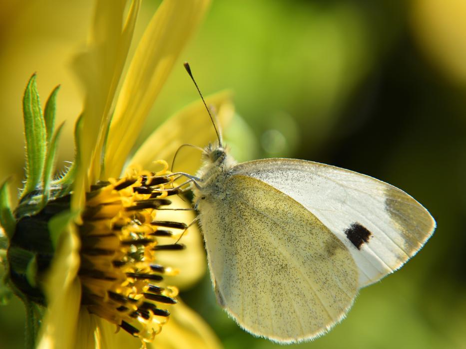 Butterfly White Close