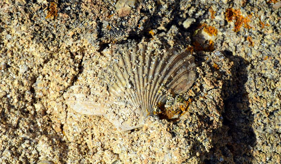 Shell Scallop Sand