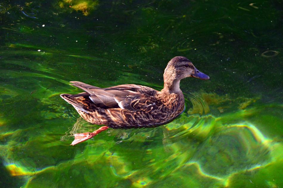 floating duck in a lake