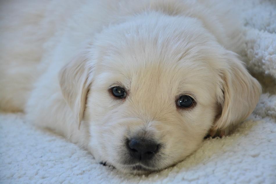 Dog Golden Retriever Puppy Pup
