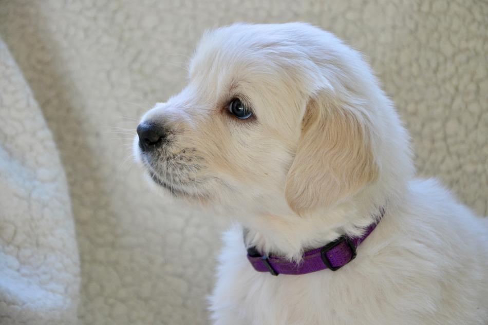 Dog Golden Retriever Puppy Pup