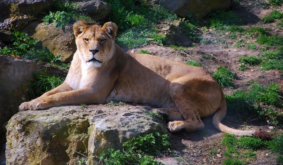 Lioness Female Lion Close Up