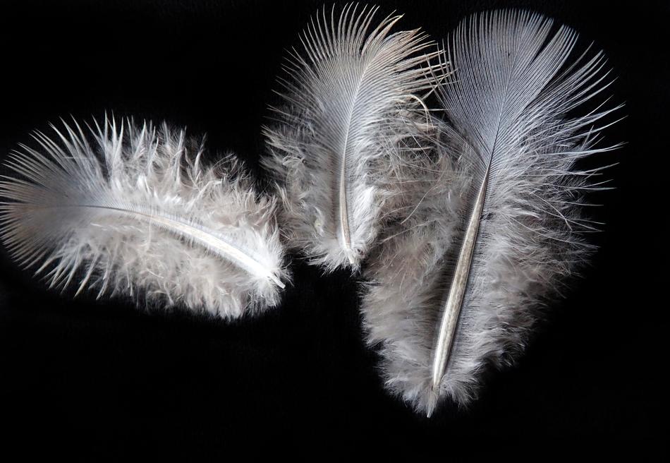 Feathers Fluffy Bird