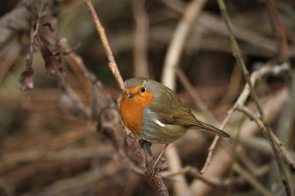 Robin Bird Red