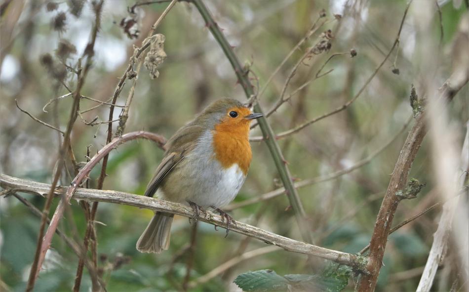 wild little bird on the branches