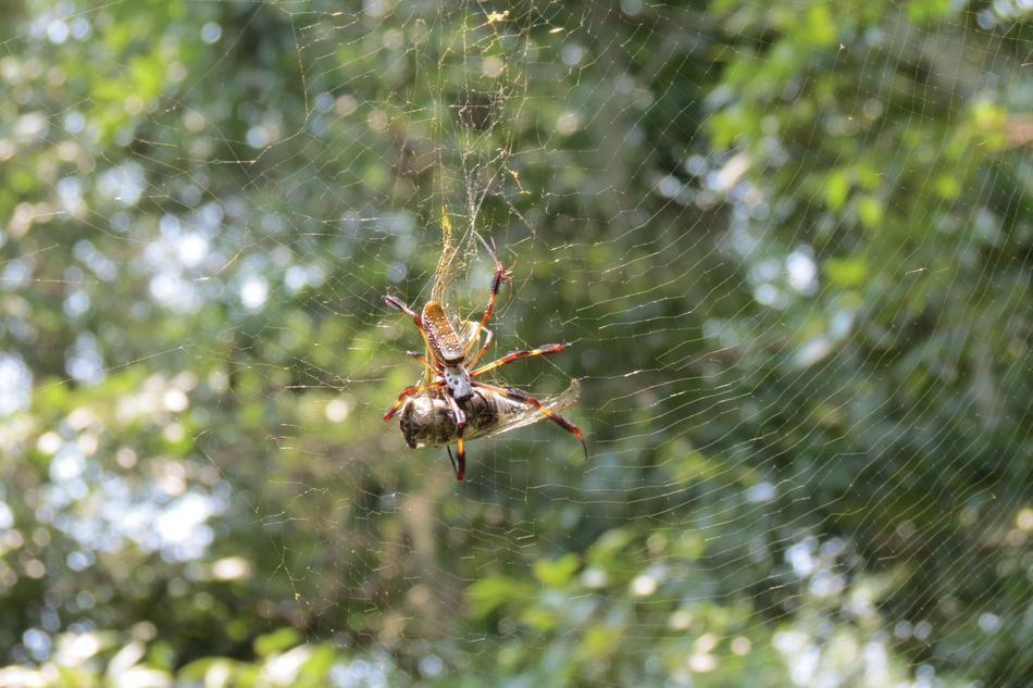 Spider Spiders Eating