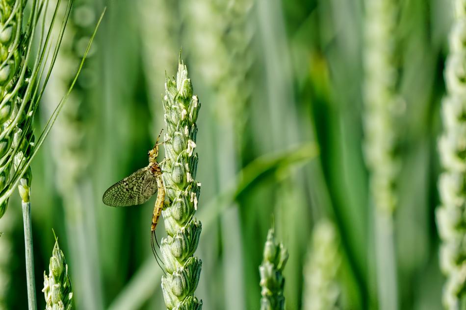 Animal Insect Flash In The Pan