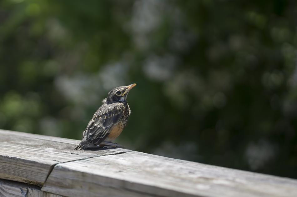 sitting magnificent bird