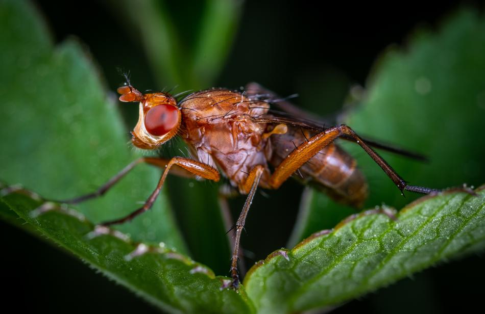 Macro Insect Fly