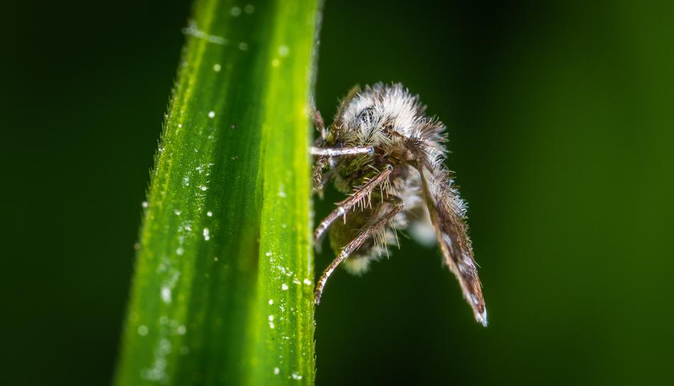 Macro Insect