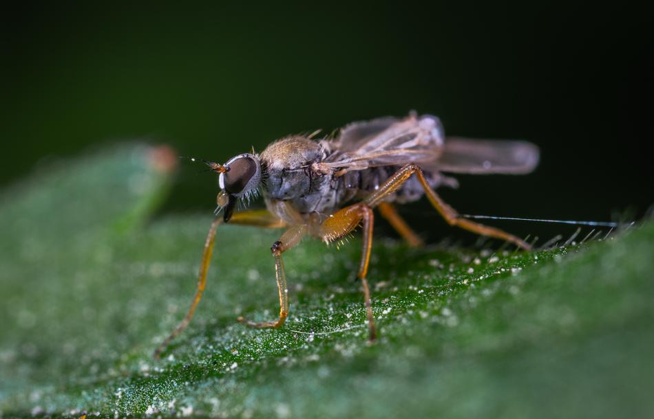 Macro