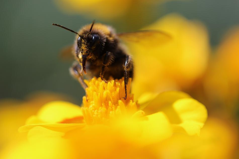 Hummel Insect Pollination