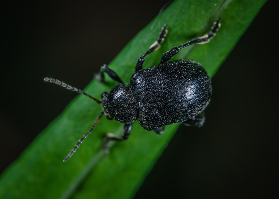 Macro Insect