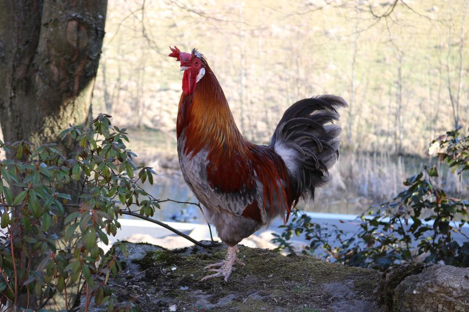 farm Chicken poultry