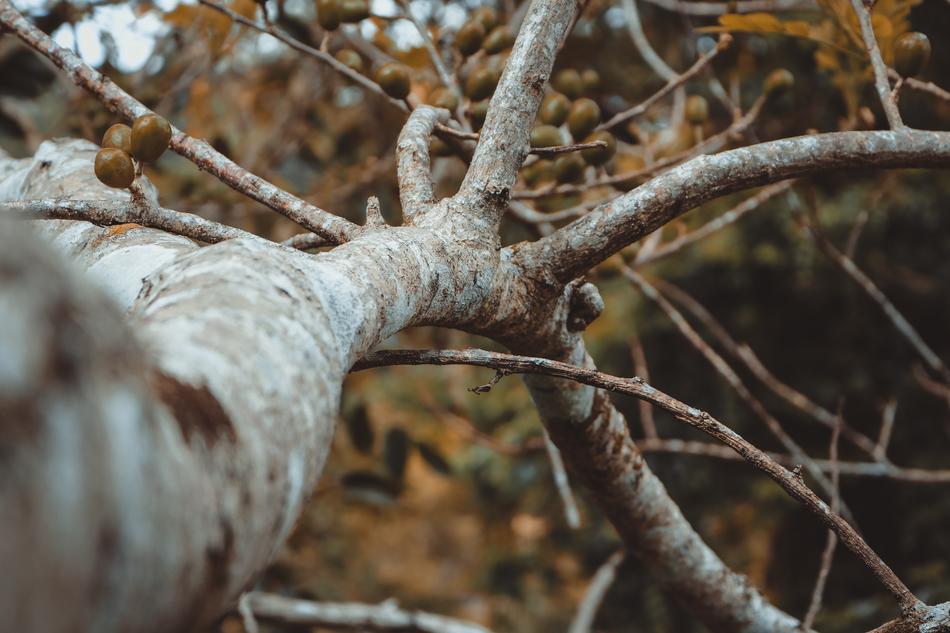 Background Tree blur