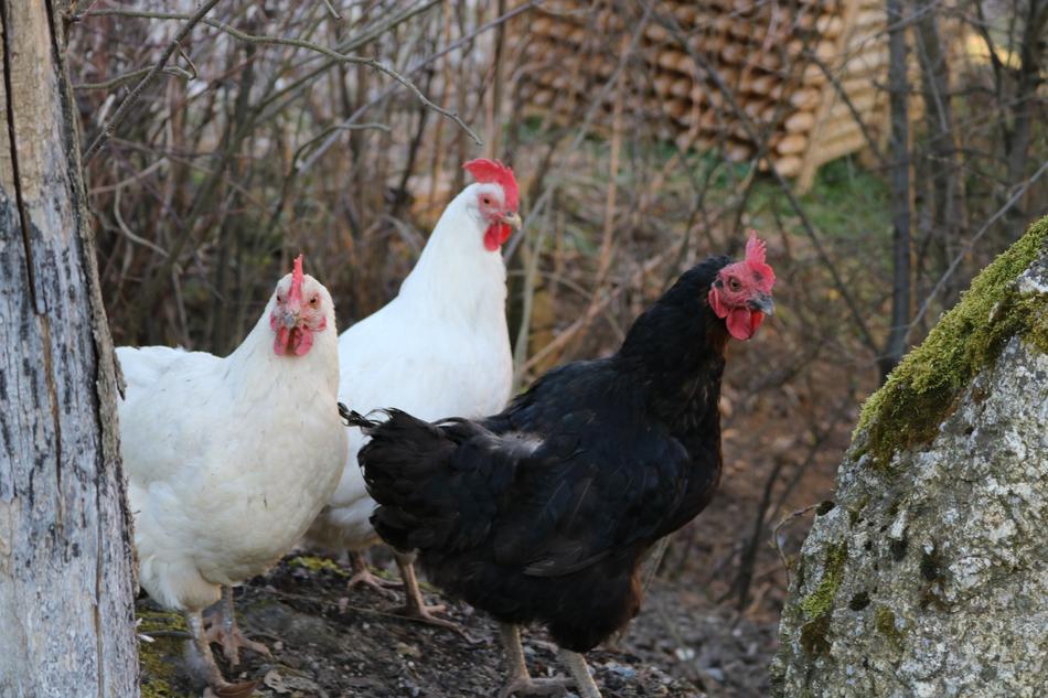 Animal Nature Chicken