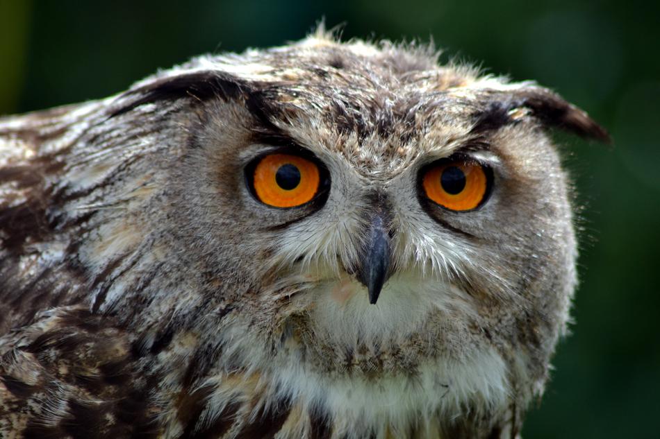 Wildlife Bird Animal