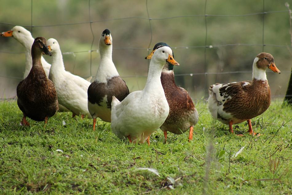 Ducks Waterfowl Wild macro