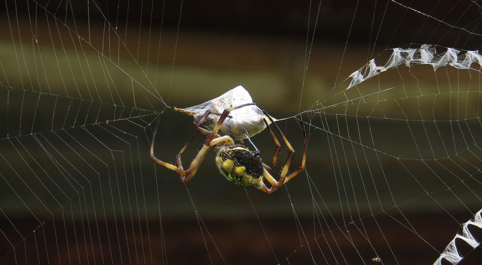 Hunter Spider Macro