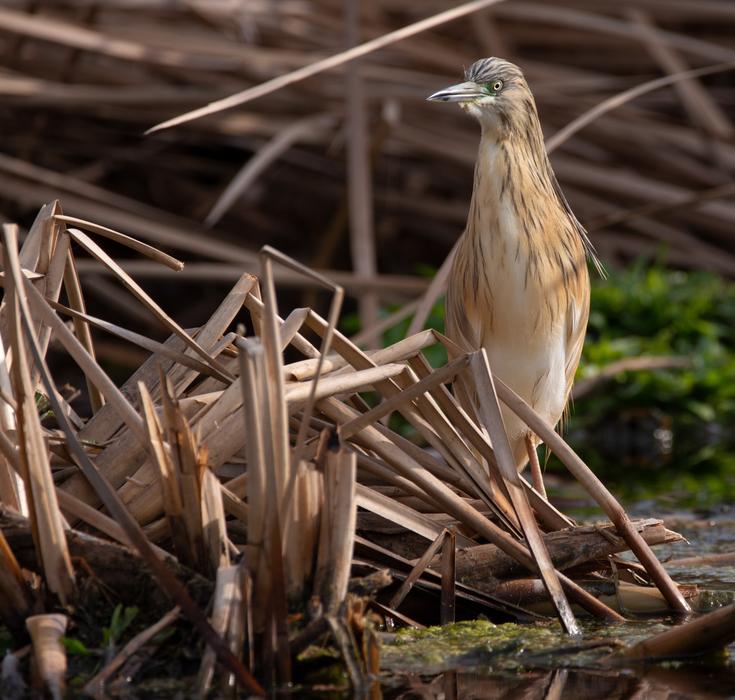 Bird Nature Birdwatching Squacco
