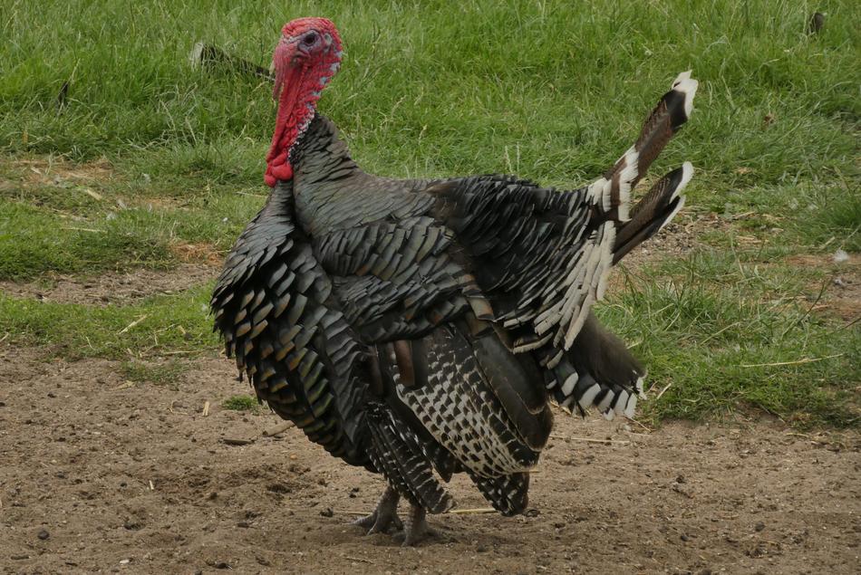 Turkey Feathers plumage