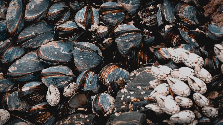 Shells Sea Beach