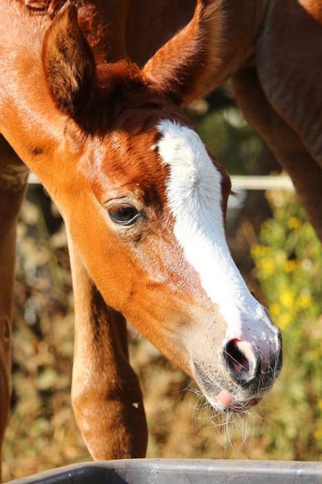 a brown horse with a white pattern.