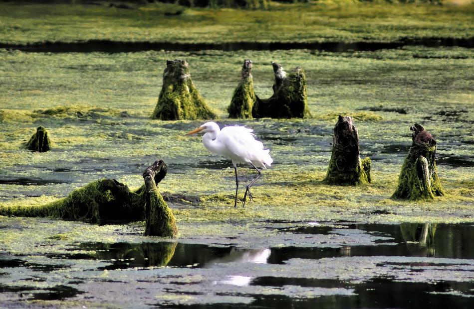 bird in a swamp of green