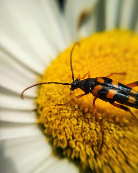 Bug Insect Flower