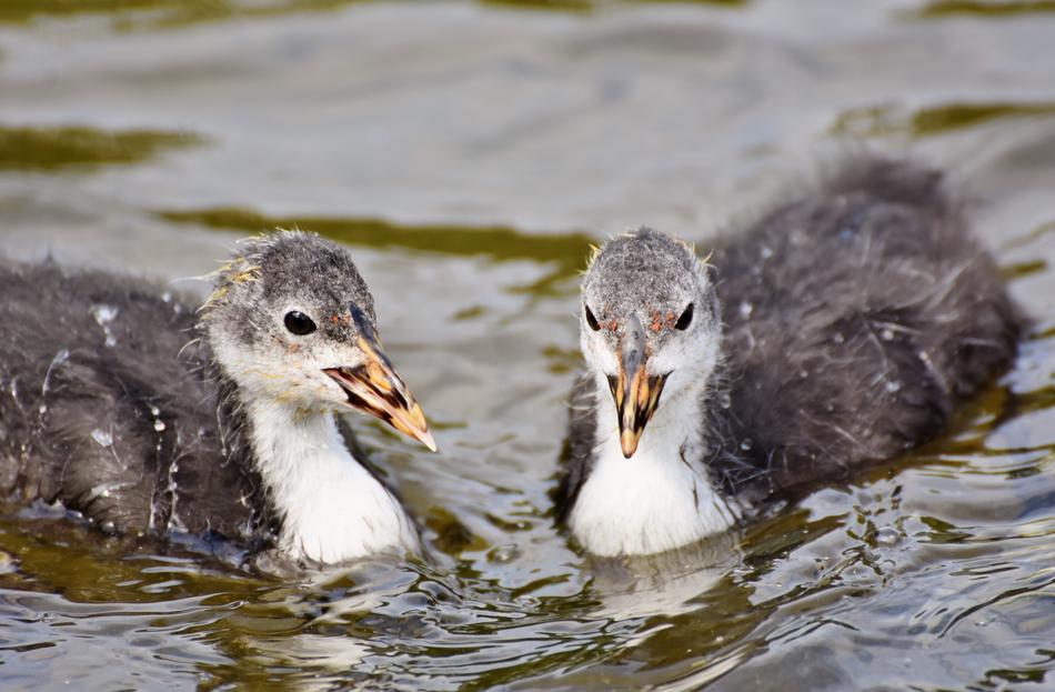 Coot Duck Chicks Water