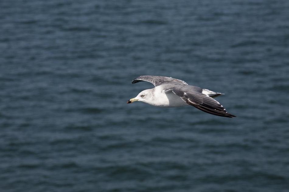 Seagull New Animal
