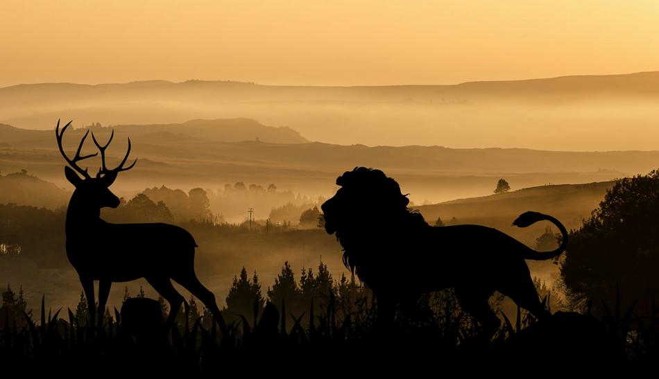 Lion Deer Hunting