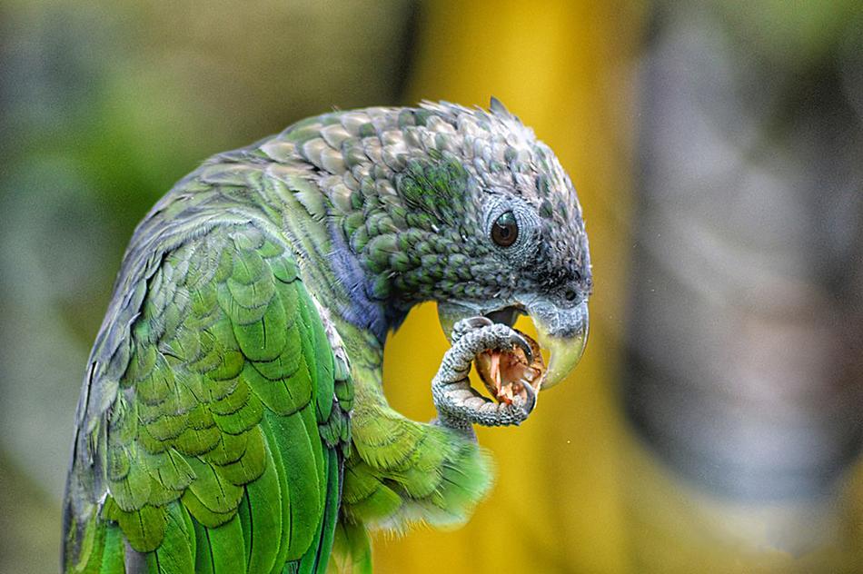 Birds Parrot Plumage